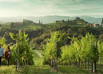 Wein in Wien! (Wine in Vienna)