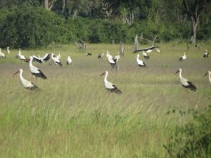 European Storks