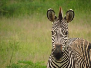 Zambia Zebra