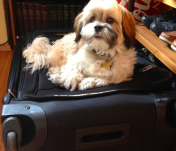 Flying with Pets: A Travel Advisor’s Experience