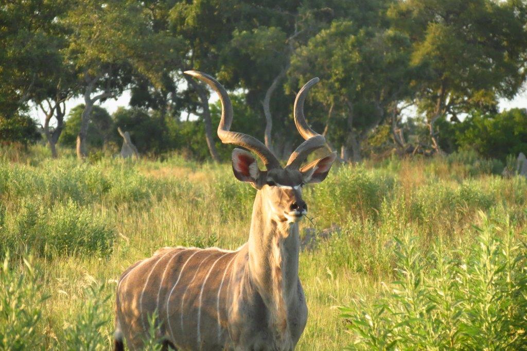 A regal kudu.