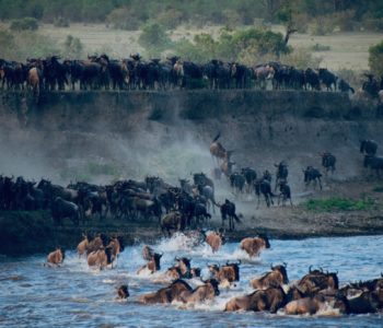 Crossing of the Wildebeest: A bucket list travel experience