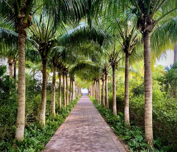 A Magical Palm-Tree Lined Resort